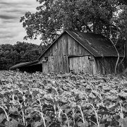 WTA_5DM3_2012-08-12_0122-Edit-2 Barns - Washtenaw County