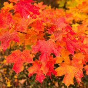 2024-10-15_488807_WTA_R5m2 Fall Colors - Day 3 Munising to Marquette