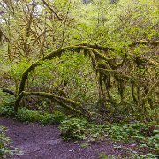 2024-05-01_435687_WTA_R5 Sweetwater Creek Falls, Mapleton, Oregon