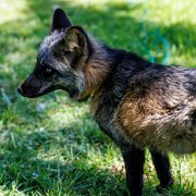 2022-09-29_158105_WTA_R5 Gray Fox, Grizzly Woodcarving, Maple Wisconsin