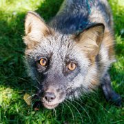 2022-09-29_158195_WTA_R5 Gray Fox, Grizzly Woodcarving, Maple Wisconsin