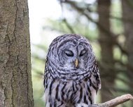 2017-10-21_35521_WTA_5DM4 Canadian Raptor Conservance, Vittoria, Ontiario