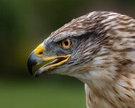2026-09-21_337545_WTA_R5m2 Canadian Raptor Conservancy Simcoe, Ontario