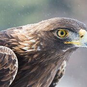 2018-02-11_49030_WTA_5DM4 Canadian Raptor Conservancy