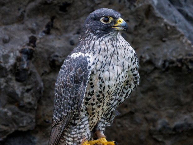 Gryfalcon