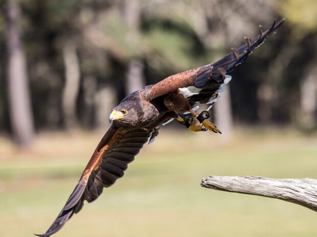 Harris Hawk
