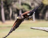 2022-04-03_064368_WTA_R5 Center for Birds of Prey Charleston, SC Harris Hawk