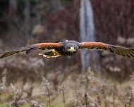 2022-11-29_132057_WTA_R5 Canadian Raptor Conservancy