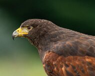 2026-09-21_337277_WTA_R5m2 Canadian Raptor Conservancy Simcoe, Ontario
