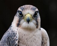 2022-11-29_132388_WTA_R5 Canadian Raptor Conservancy