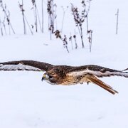 2018-02-11_48185_WTA_5DM4 Canadian Raptor Conservancy