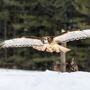 2018-02-11_48249_WTA_5DM4 Canadian Raptor Conservancy