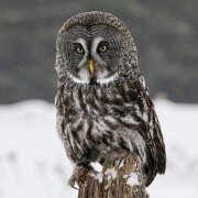 2018-02-11_48353_WTA_5DM4 Canadian Raptor Conservancy