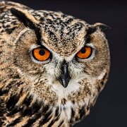 2018-02-11_48543_WTA_5DM4 Canadian Raptor Conservancy