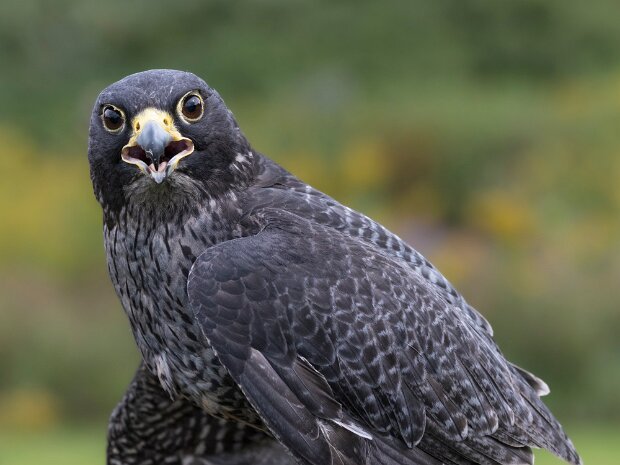 Peregrine Falcon
