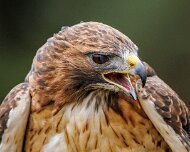 2022-11-28_167023_WTA_R5 Canadian Raptor Conservancy