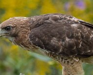 2026-09-21_336757_WTA_R5m2 Canadian Raptor Conservancy Simcoe, Ontario