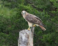 2026-09-21_336785_WTA_R5m2 Canadian Raptor Conservancy Simcoe, Ontario