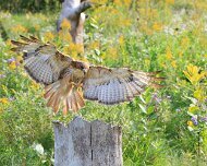 2026-09-22_340673_WTA_R5m2 Canadian Raptor Conservancy Simcoe, Ontario