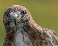 2026-09-22_340800_WTA_R5m2 Canadian Raptor Conservancy Simcoe, Ontario