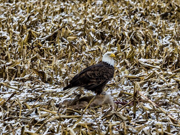 Bald Eagle