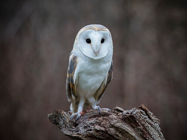 Barn Owl