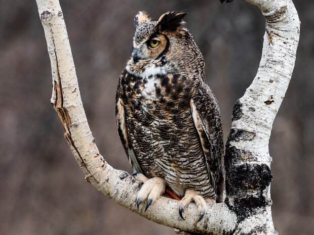 Great Horned Owl