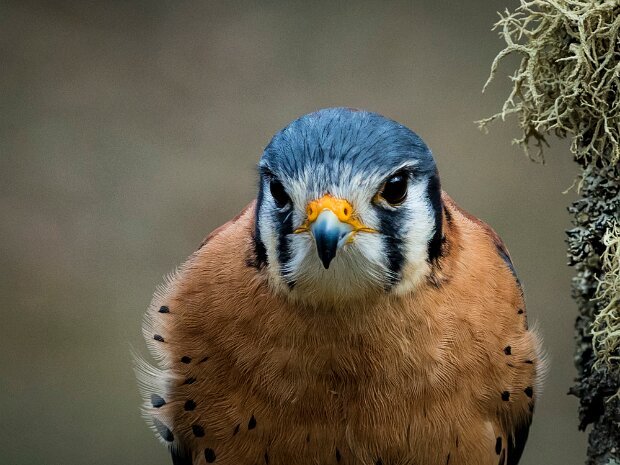 Kestral Hawk