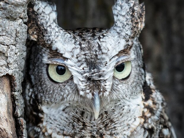 Screech Owl