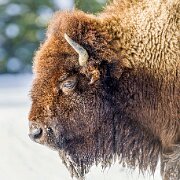 2025-01-21_296618_WTA_R5m2-Edit Yellowstone - Day 1