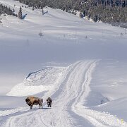 2025-01-23_301427_WTA_R5m2 Yellowstone Day 3