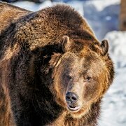 2025-01-20_100658_WTA_R5m2-Edit-3 Grizzlies And Wolves