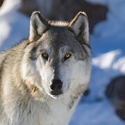 2025-01-20_100848_WTA_R5m2-Edit Grizzlies And Wolves