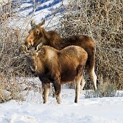 2025-01-25_303479_WTA_R5m2-Edit Jackson, Teton