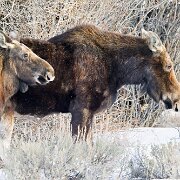 2025-01-25_303521_WTA_R5m2-Edit Jackson, Teton