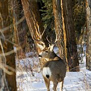 2025-01-25_303551_WTA_R5m2-Edit Jackson, Teton