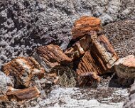 2022-05-22_128470_WTA_R5 Petrified Forest National Park is an American national park in Navajo and Apache counties in northeastern Arizona. Named for its large deposits of petrified...