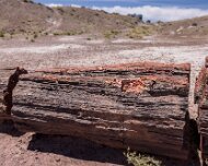 2022-05-22_128696_WTA_R5 Petrified Forest National Park is an American national park in Navajo and Apache counties in northeastern Arizona. Named for its large deposits of petrified...