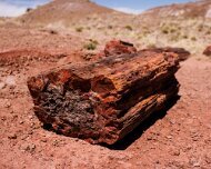 2022-05-22_128701_WTA_R5 Petrified Forest National Park is an American national park in Navajo and Apache counties in northeastern Arizona. Named for its large deposits of petrified...