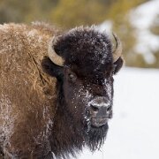 2025-01-21_295752_WTA_R5m2 Yellowstone - Day 1