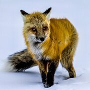 2025-01-21_296409_WTA_R5m2-Edit-2 Yellowstone - Day 1
