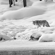 2025-01-21_296717_WTA_R5m2-Edit-2 Yellowstone - Day 1