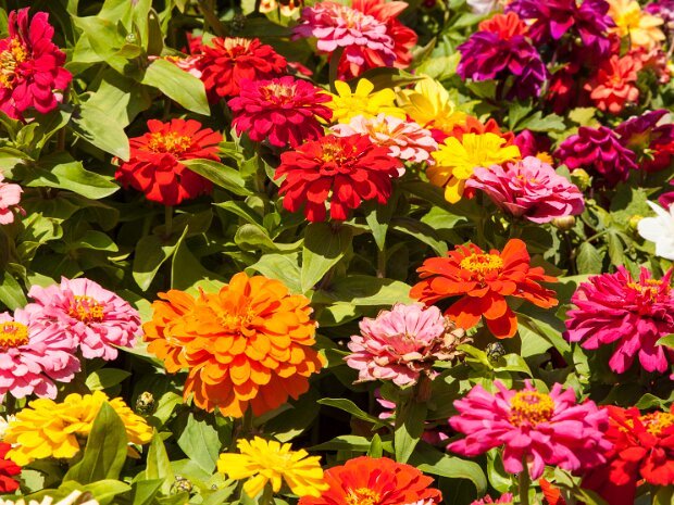 Flowers