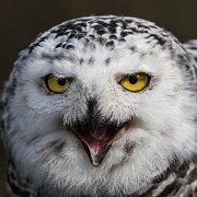 2017-10-21_36154_WTA_5DM4 Canadian Raptor Conservance, Vittoria, Ontiario