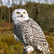 2017-10-21_36175_WTA_5DM4 Canadian Raptor Conservance, Vittoria, Ontiario