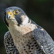 2017-10-21_36926_WTA_5DM4 Canadian Raptor Conservance, Vittoria, Ontiario