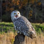 2017-10-22_16863_WTA_5DM4 Canadian Raptor Conservancy