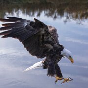 2017-10-22_17100_WTA_5DM4 Canadian Raptor Conservancy