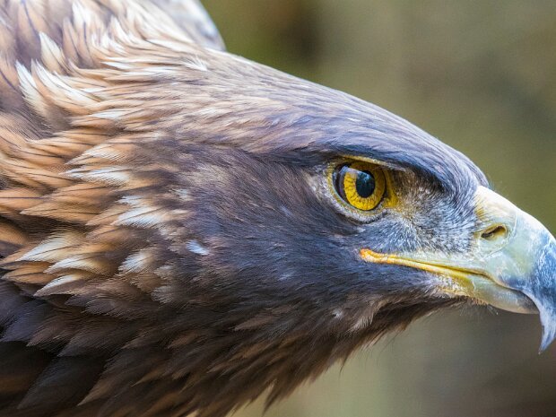 Raptor Center