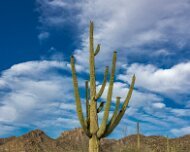 2022-05-11_080338_WTA_R5 Saguaro National Park is an American national park in Pima County, southeastern Arizona. The 92,000-acre (37,000 ha) park consists of two separate areasthe...